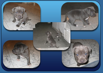 Blue Terrier Puppies
